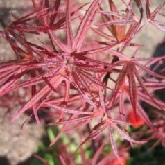 Acer Palmatum Atrolineare / Japansk Løn / Japansk Ahorn