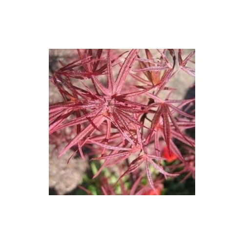 Acer Palmatum Atrolineare / Japansk Løn / Japansk Ahorn