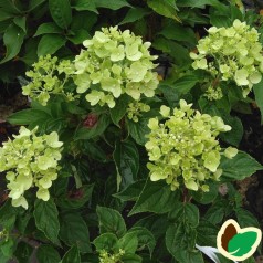 Hydrangea paniculata Little Lime / Træagtig Hortensia