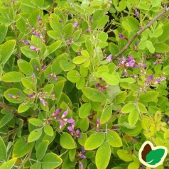 Lespedeza bicolor Summer Beauty - Kløverbusk