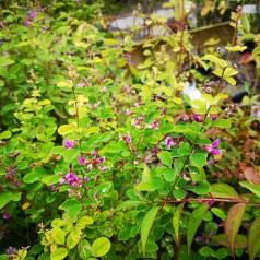 Lespedeza bicolor Summer Beauty - Kløverbusk