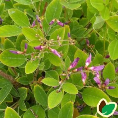 Lespedeza bicolor Summer Beauty - Kløverbusk