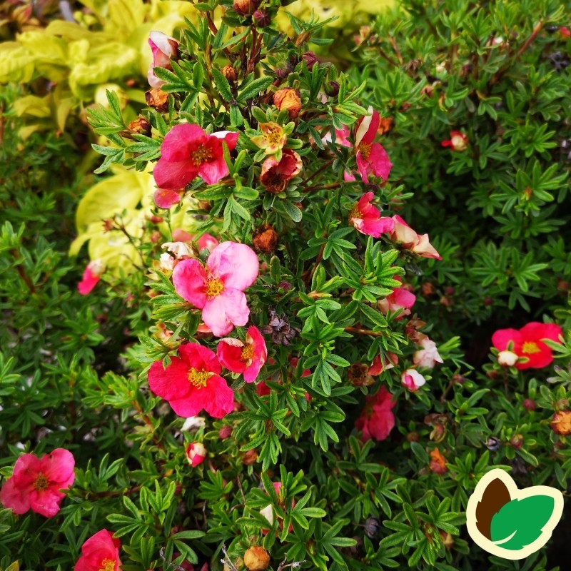 Potentilla fruticosa Bellissima - Buskpotentil Potentilla fruticosa Bellissima - Buskpotentil