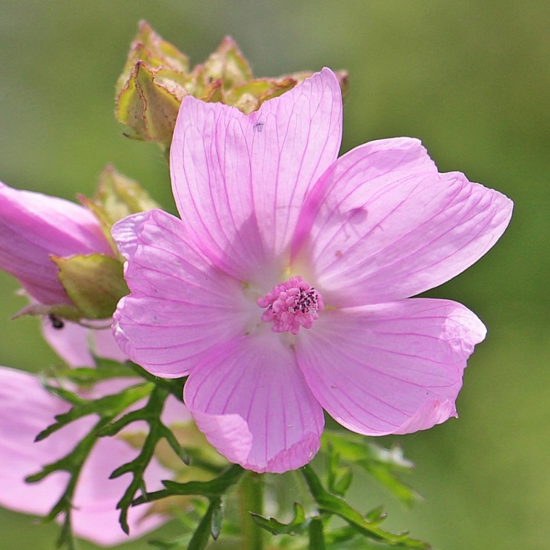Malva moschata / Moskus Katost Malva moschata / Moskus Katost