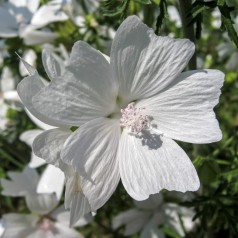 Malva moschata Alba / Moskus Katost