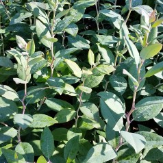 Zenobia pulverulenta Blue Sky