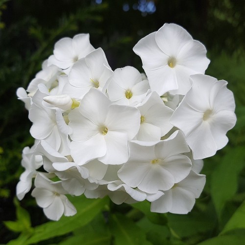 Phlox paniculata Pina Colada / Høstfloks