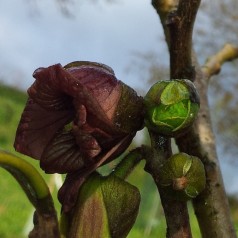 Indianer bananer Sweet Alice / Asimina triloba / Paw Paw