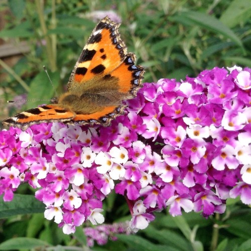 Buddleja davidii Berries and Cream / Sommerfuglebusk