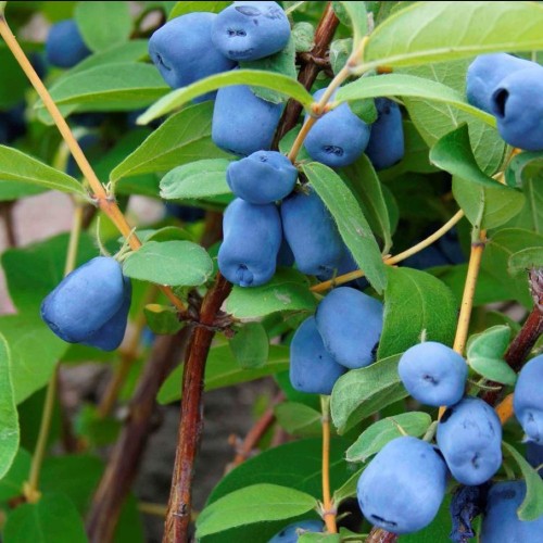 Honningbær Amur - Lonicera caerulea Amur