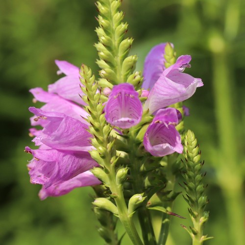 Physostegia virginiana Red Beauty / Drejeblomst