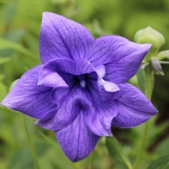 Platycodon grandiflorus Hakone Blue / Ballonklokke