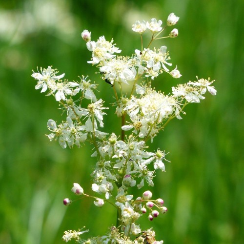 Mjødurt, Filipendula ulmaria