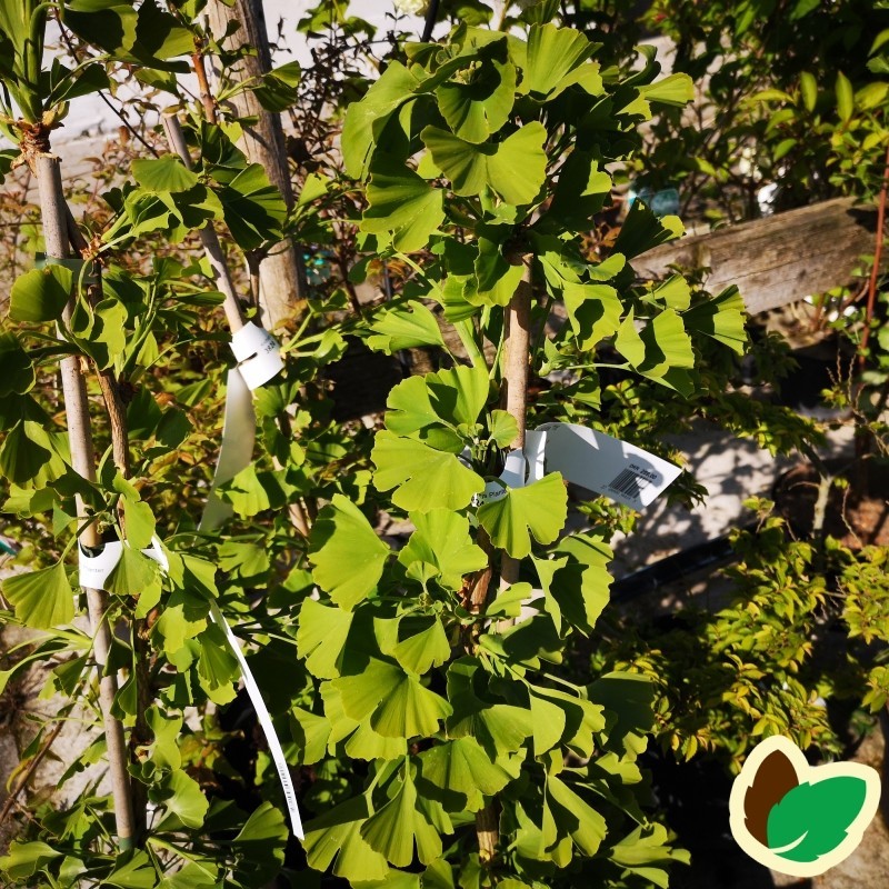 Ginkgo biloba Tit- Søjle Tempeltræ