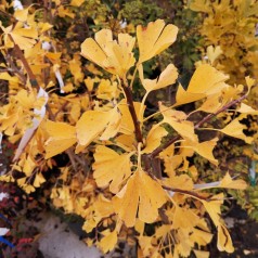 Ginkgo biloba Tit- Søjle Tempeltræ