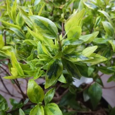 Abelia grandiflora Kaleidoscope - Broget Abelia