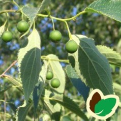 Celtis australis / Nældetræ