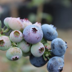 Blåbær Emblue