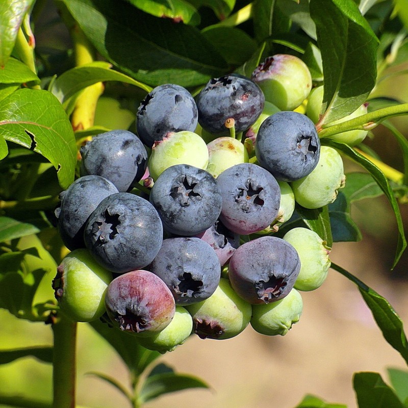 Dværg Blåbær Sunshine Blue