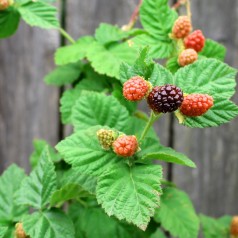 Boysenbær - Thornless Boysenberry