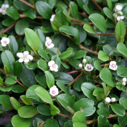 Cotoneaster Rami