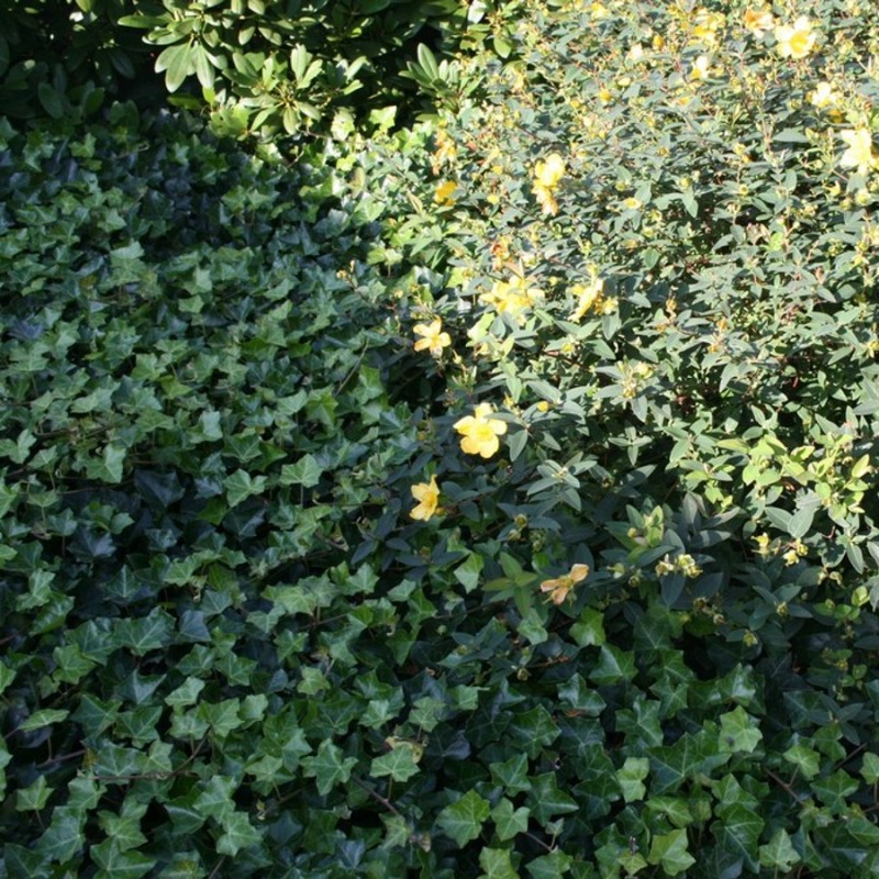 Efeu / Vedben Hestor