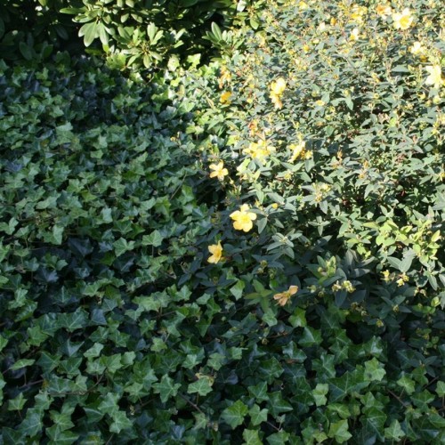 Efeu / Vedben Hestor