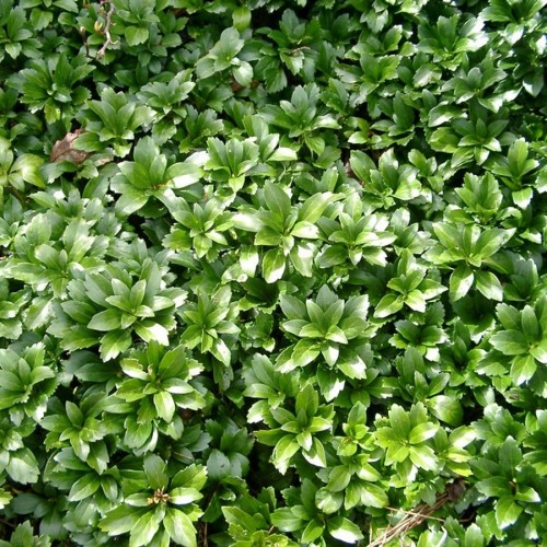 Vinterglans, Pachysandra terminalis Green Carpet