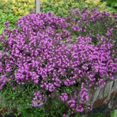 Smalbladet timian, Thymus Coccineus