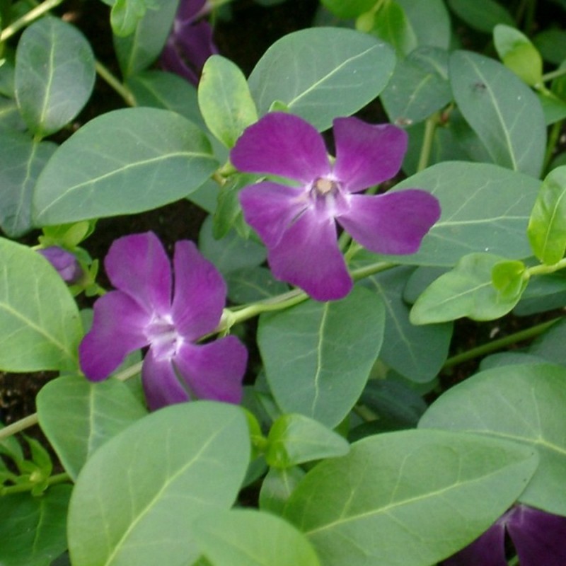 Vinca minor Rubin - Vintergrøn