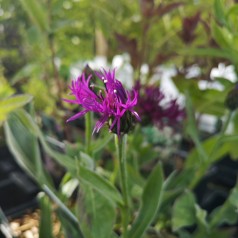 centaurea montana amethyst dream