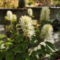 Fothergilla Major - Troldel