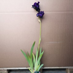 Iris germanica Sable