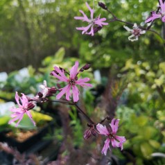 Trævlekrone, Lychnis flos-cucularis