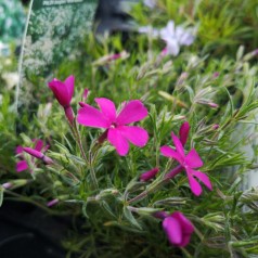 Phlox douglasii Crackerjack