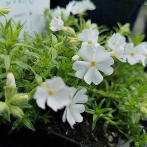 Phlox subulata Maischnee / Lyngfloks