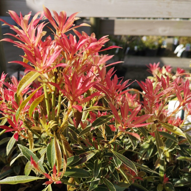 Pieris japonica Flaming Silver