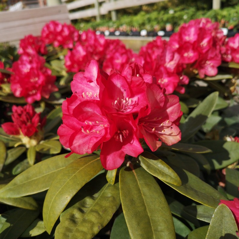 Rhododendron yakushimanum Bohlkens Roter Stern