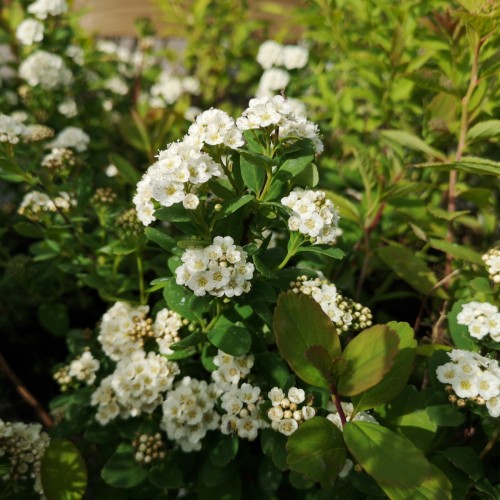 Birkebladet Spiræa Tor