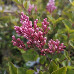 Syringa meyeri Flowerfesta White