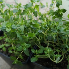 Thymus vulgaris Lammefjord / Timian