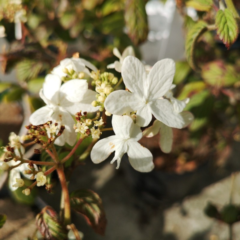 Viburnum plicatum Watanabe