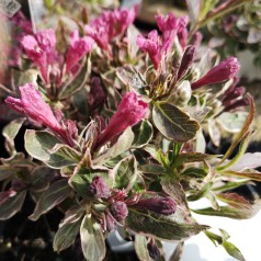 Weigela florida Monet - Flerfarvet Klokkebusk