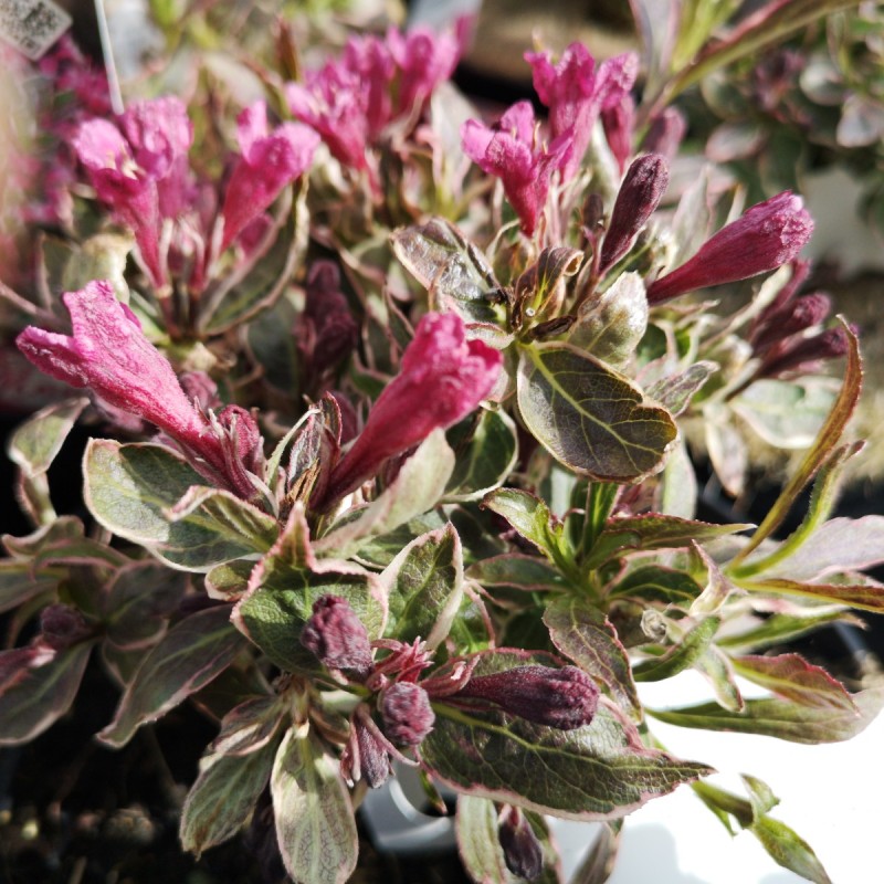 Weigela florida Monet - Flerfarvet Klokkebusk Weigela florida Monet - Flerfarvet Klokkebusk