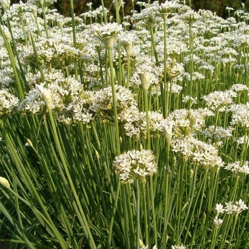 Allium tuberosum / Kinesisk Purløg Allium tuberosum / Kinesisk Purløg