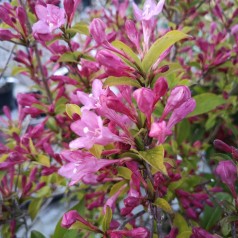 Weigela florida Pink Princess - Klokkebusk