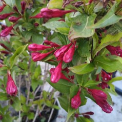 Klokkebusk Red Prince - Weigela florida Red Prince