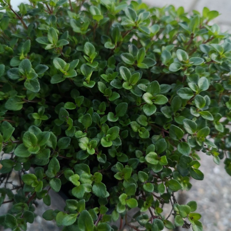 Thymus citriodorus / Citrontimian Thymus citriodorus / Citrontimian