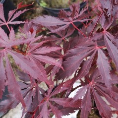 Acer palmatum Burgundy Lace / Japansk Løn / Japansk Ahorn