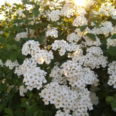 Buketspiræa, Spiraea vanhouttei